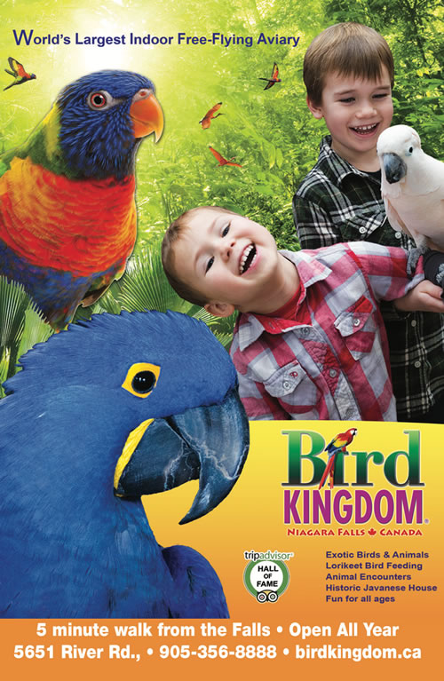Bird Kingdom